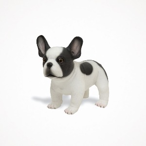 디어밀림 강아지 (프렌치 베이비 불독) French Baby Bulldog